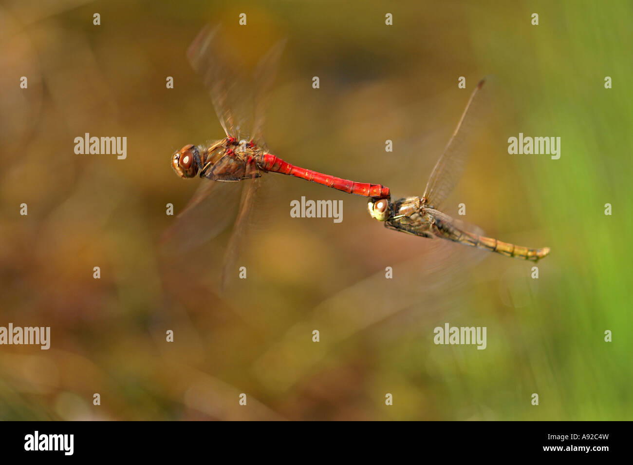 Vagrant Darter (Sympetrum vulgatum) Foto Stock