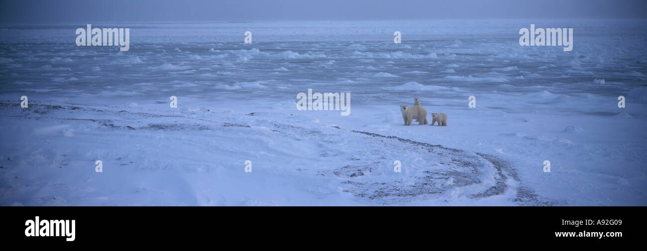 Gli orsi polari (Ursus maritimus) Canada Foto Stock