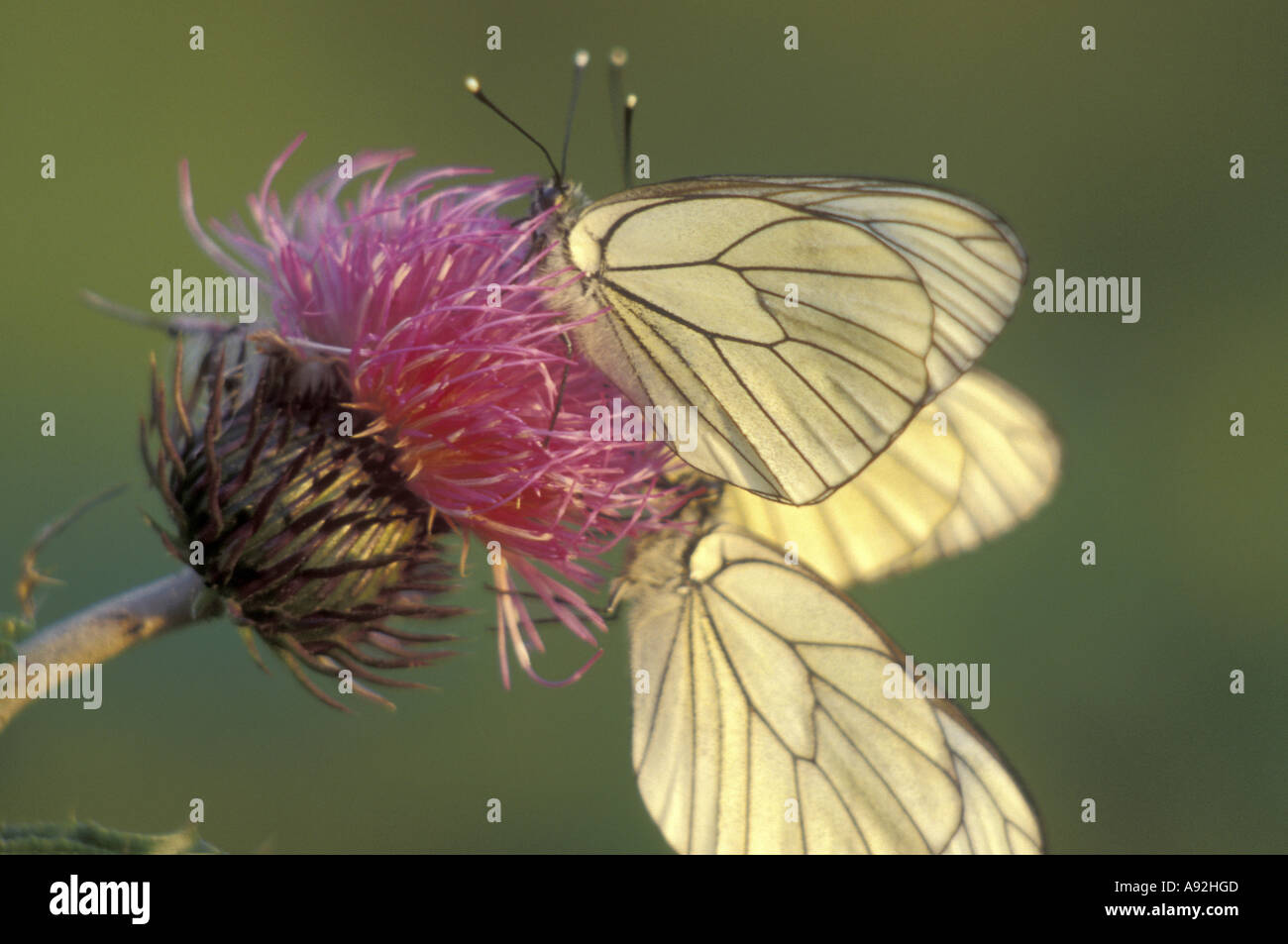 Close-up di due farfalle su un fiore di impollinazione Foto Stock