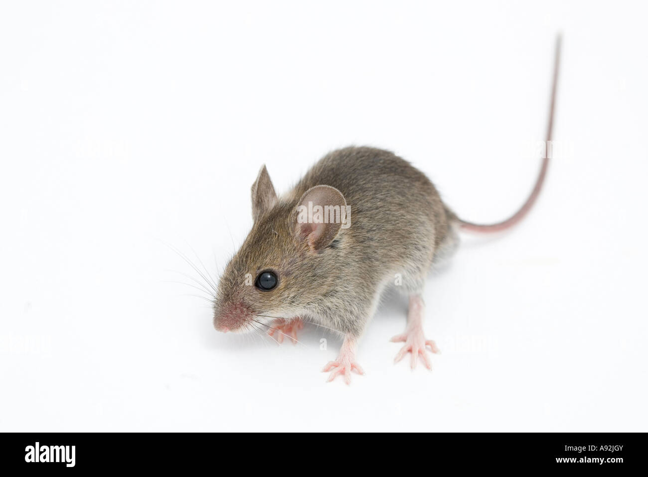 Casa mouse (mus musculus) Foto Stock