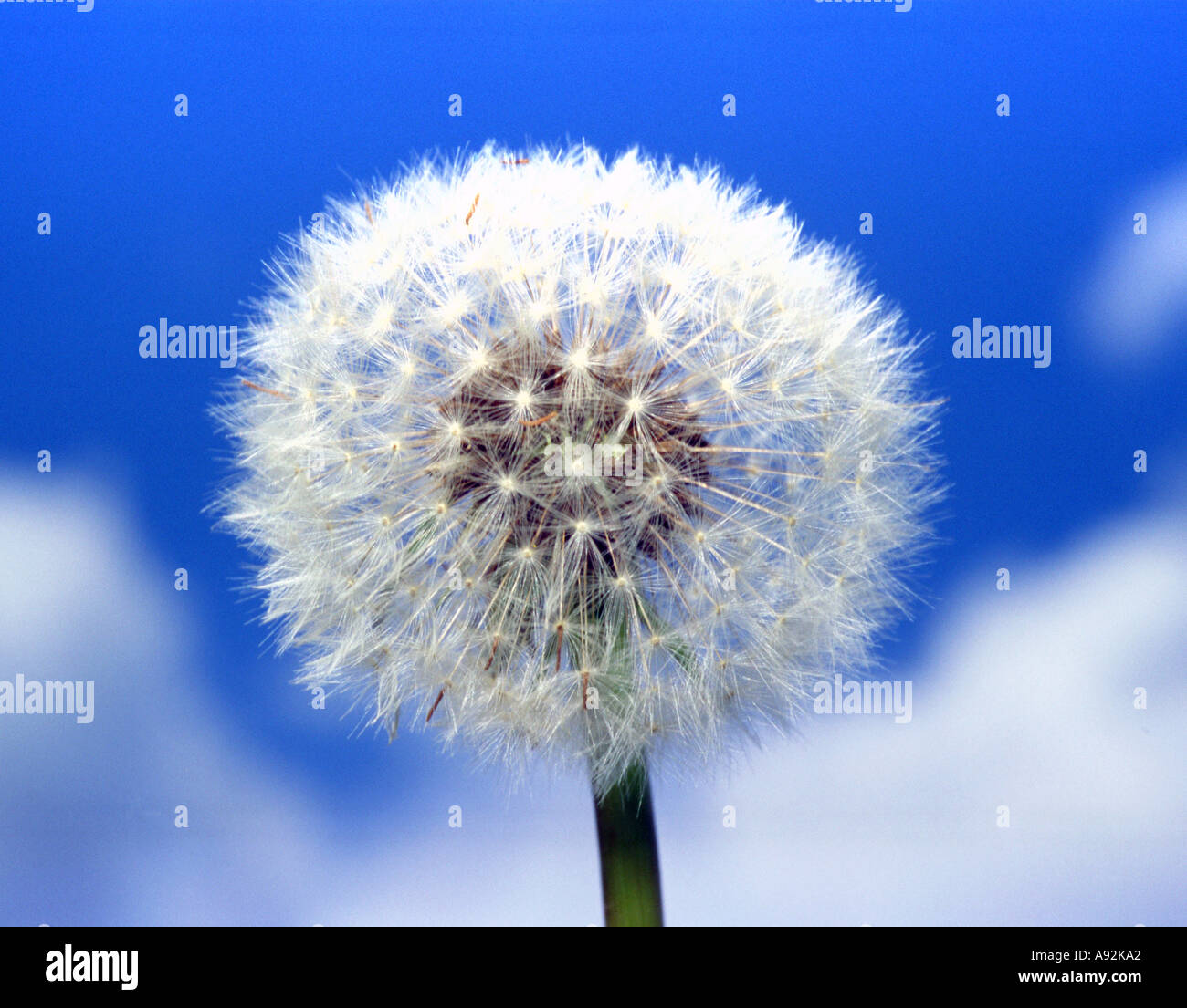 Seme di tarassaco testa contro nuvoloso cielo blu Foto Stock