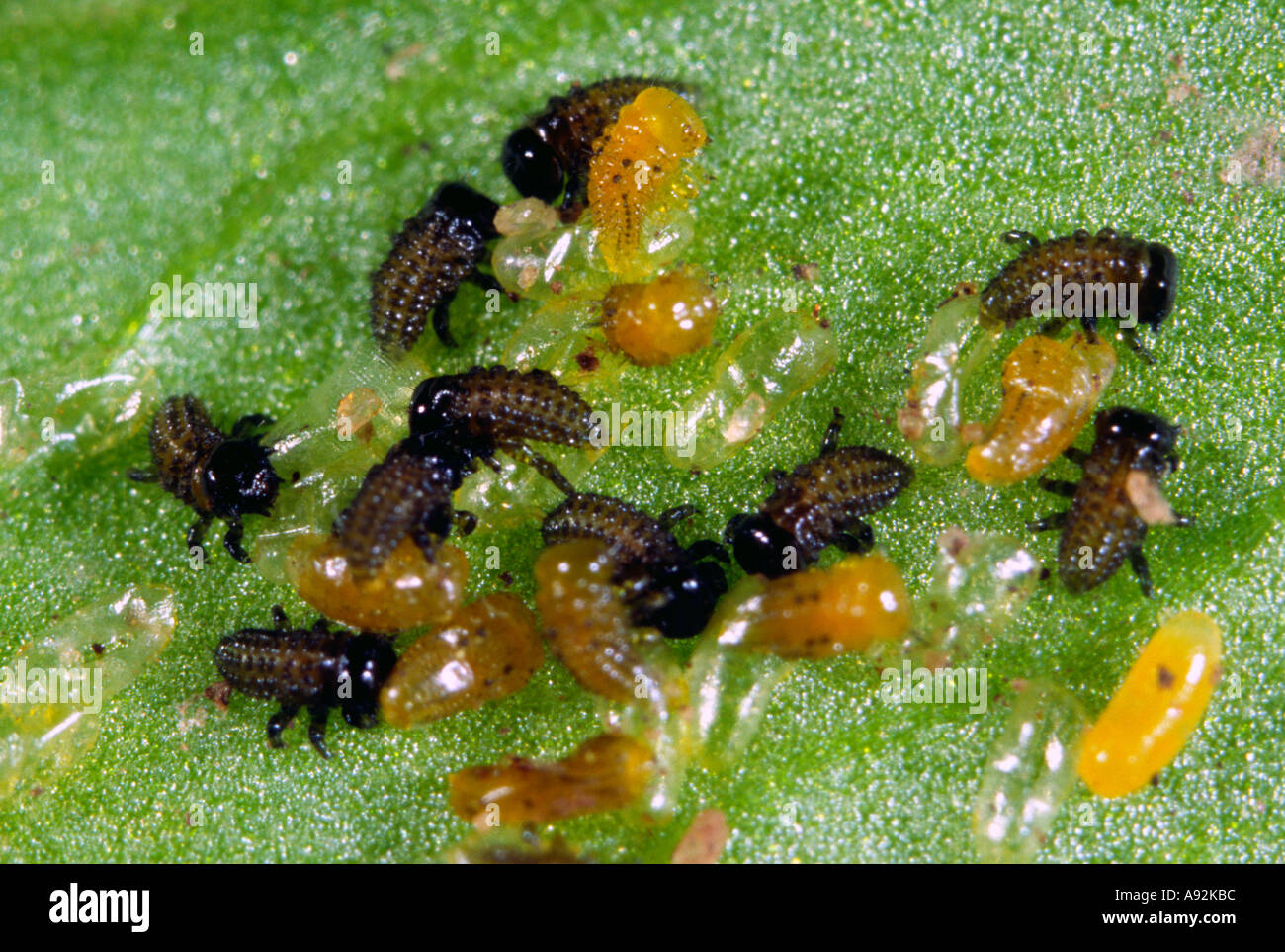 Ladybird larve da cova uova Foto Stock