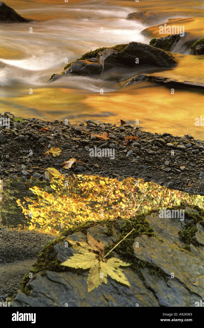 Skokomish River il parco nazionale di Olympic Washington STATI UNITI D'AMERICA Foto Stock