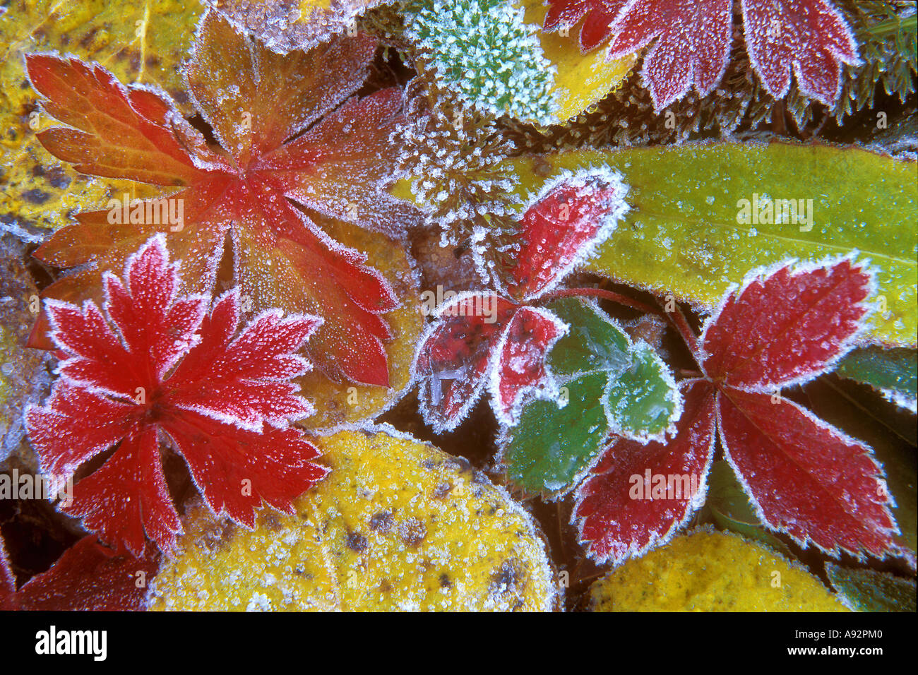 Close-up di foglie di autunno Foto Stock
