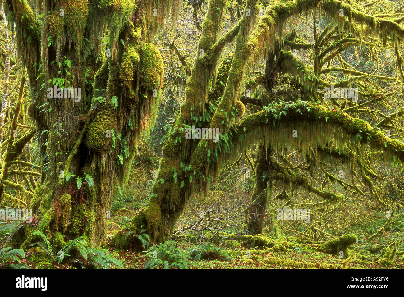 La foresta pluviale Quinault Parco nazionale di Olympic WASHINGTON, STATI UNITI D'AMERICA Foto Stock