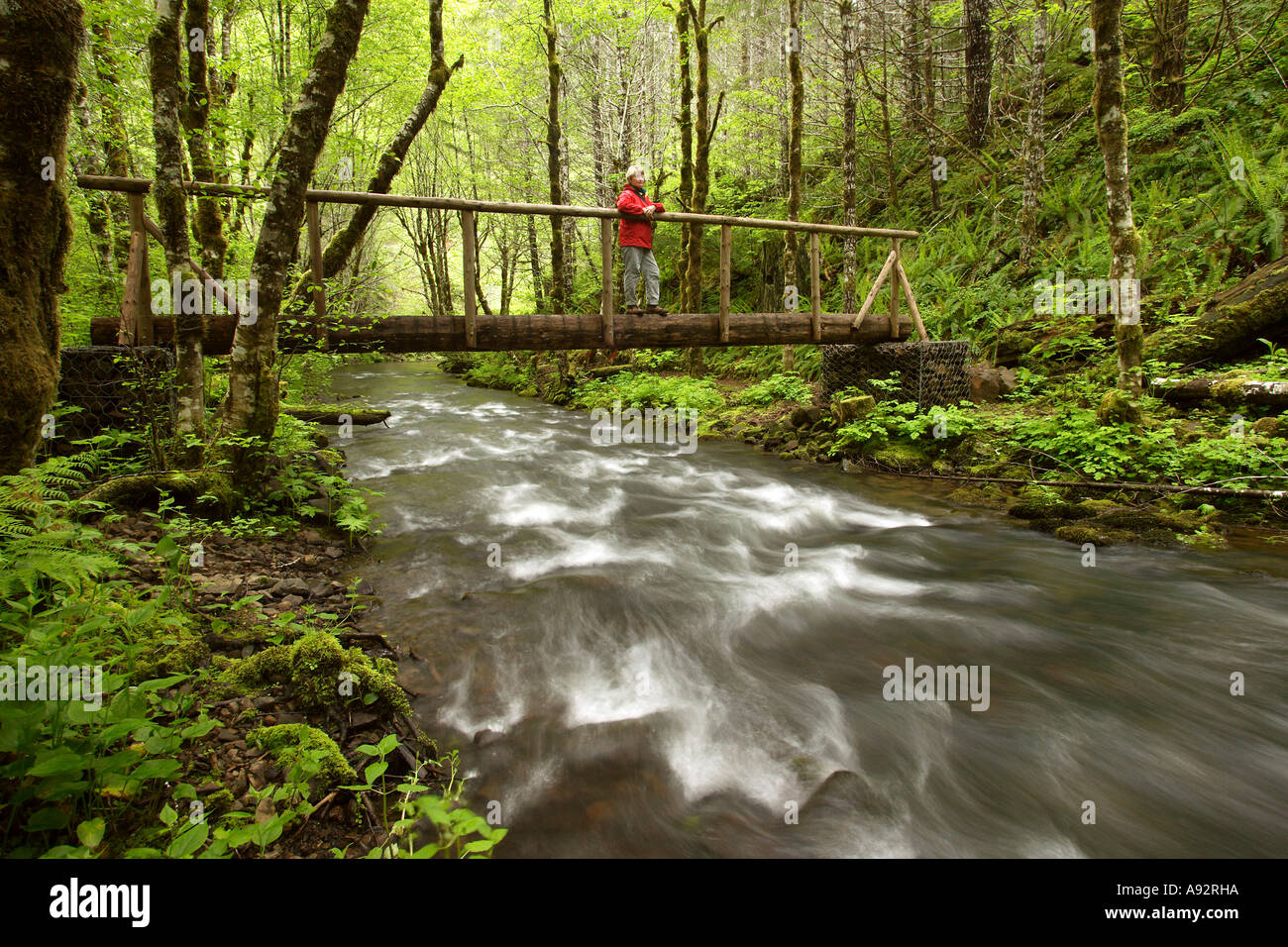 Deyoe Creek Tillamook la foresta di stato di Oregon, Stati Uniti d'America Foto Stock