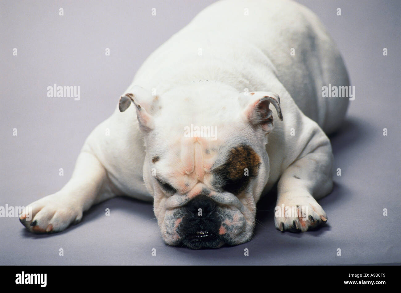 Bulldog inglese Foto Stock