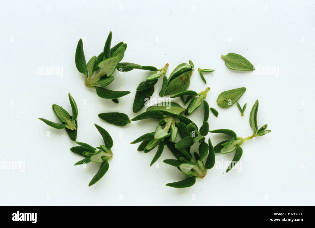 Erbe medicinali Spice impianto Timo Thymus vulgaris pulegioides Thymian Foto Stock