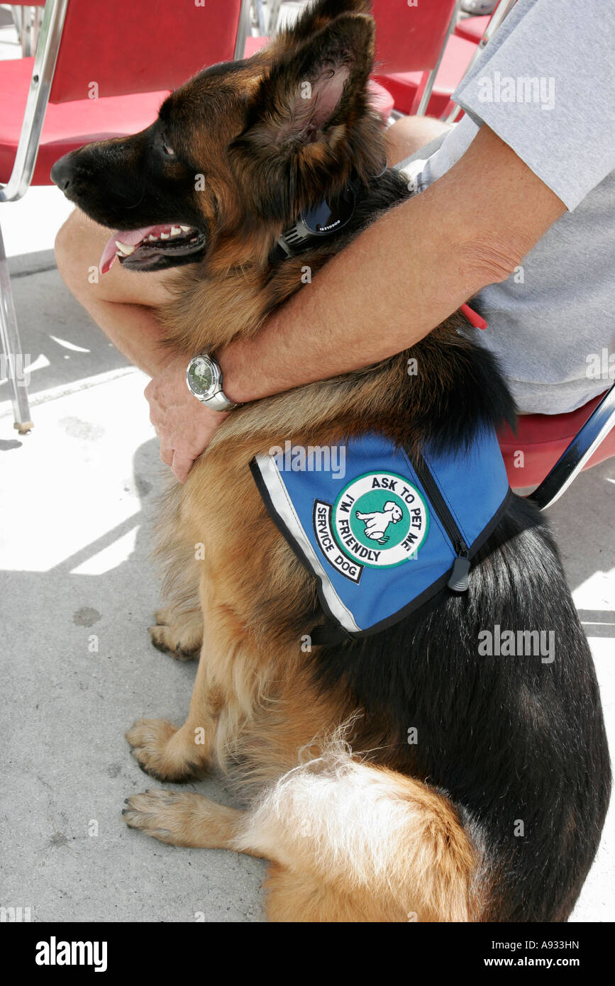 Miami Beach Florida, sede della polizia, Memorial Day Service, solenne, guerra, militare, cane di servizio, Pastore tedesco, diabete, epilessia, FL070528020 Foto Stock