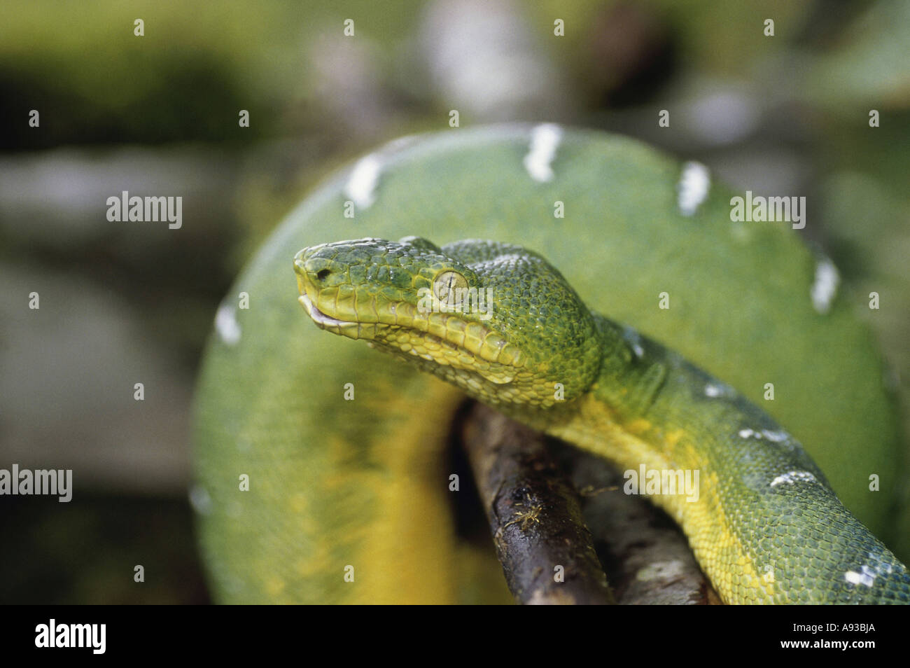 Emerald Tree Boa Foto Stock