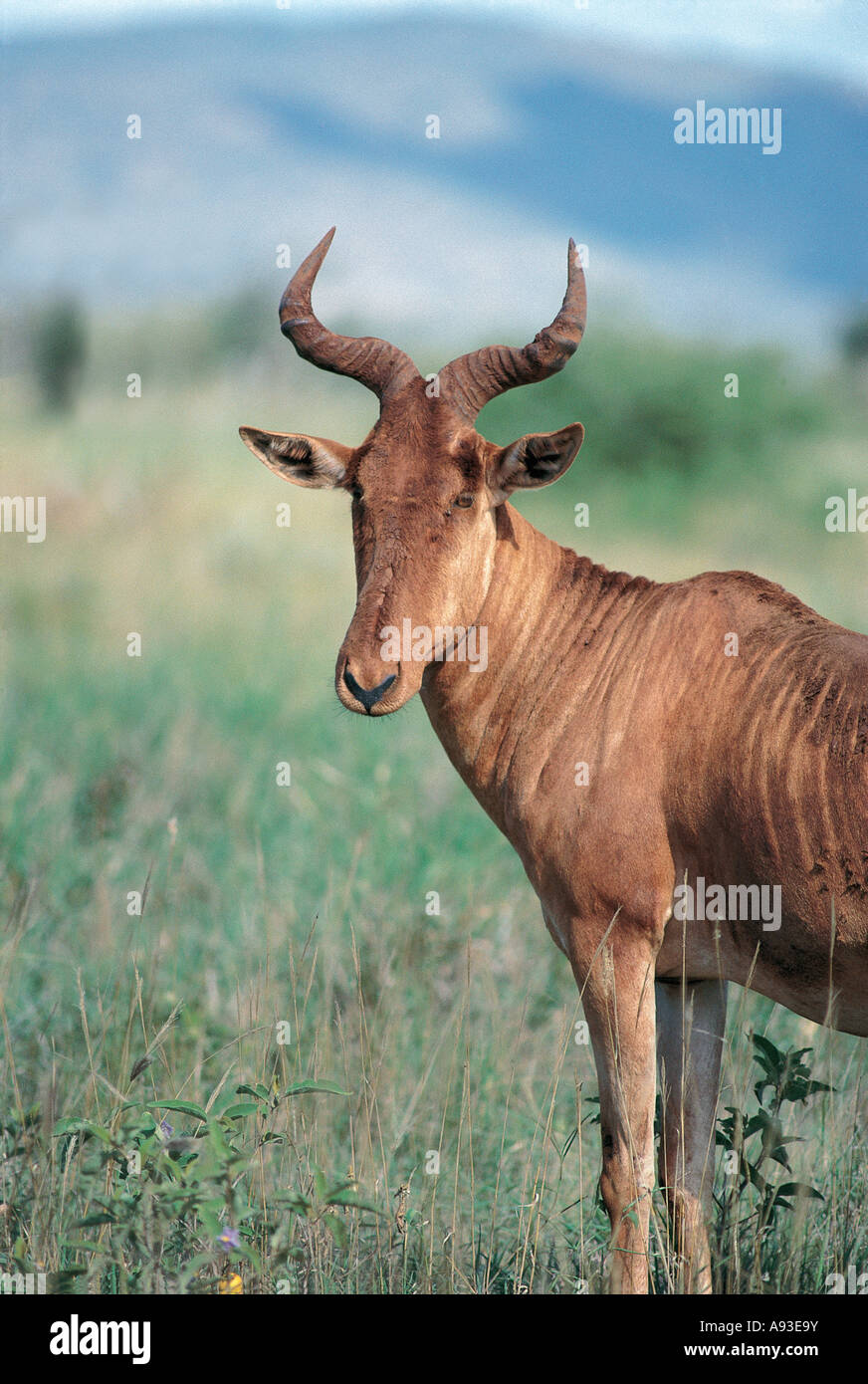 Ritratto di coke s Hartebeest o Kongoni Salt Lick Santuario nei pressi di Tsavo ovest del Parco Nazionale del Kenya Foto Stock