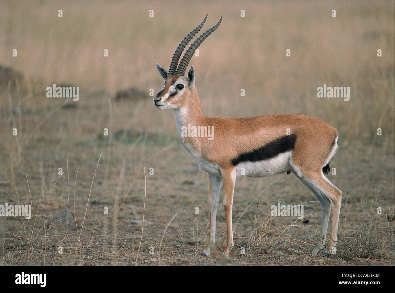 Maschio di Thomson s gazzella Masai Mara riserva nazionale del Kenya Foto Stock