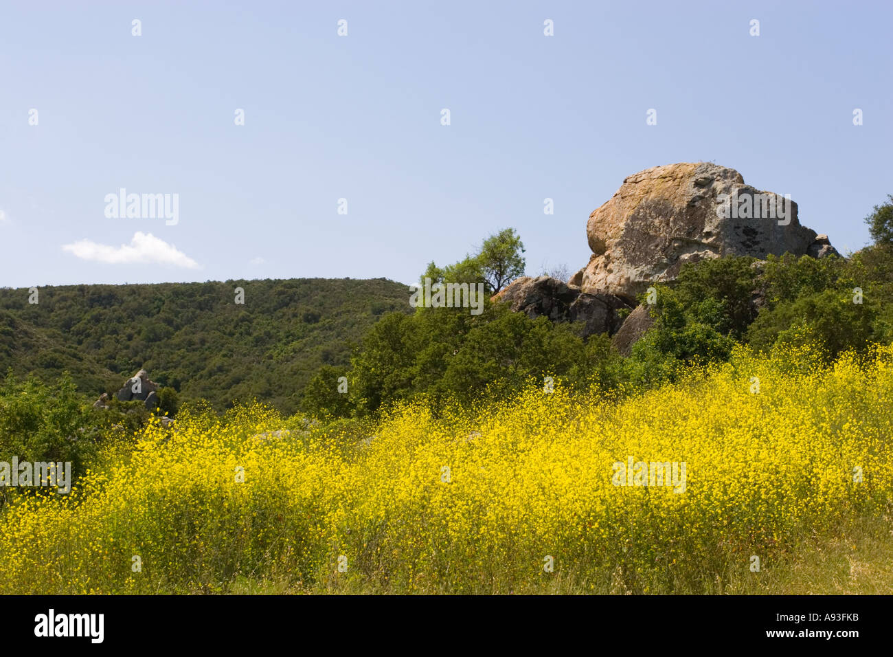 Penasquitos Canyon preservare, Rock, sky e fiori di colore giallo Foto Stock