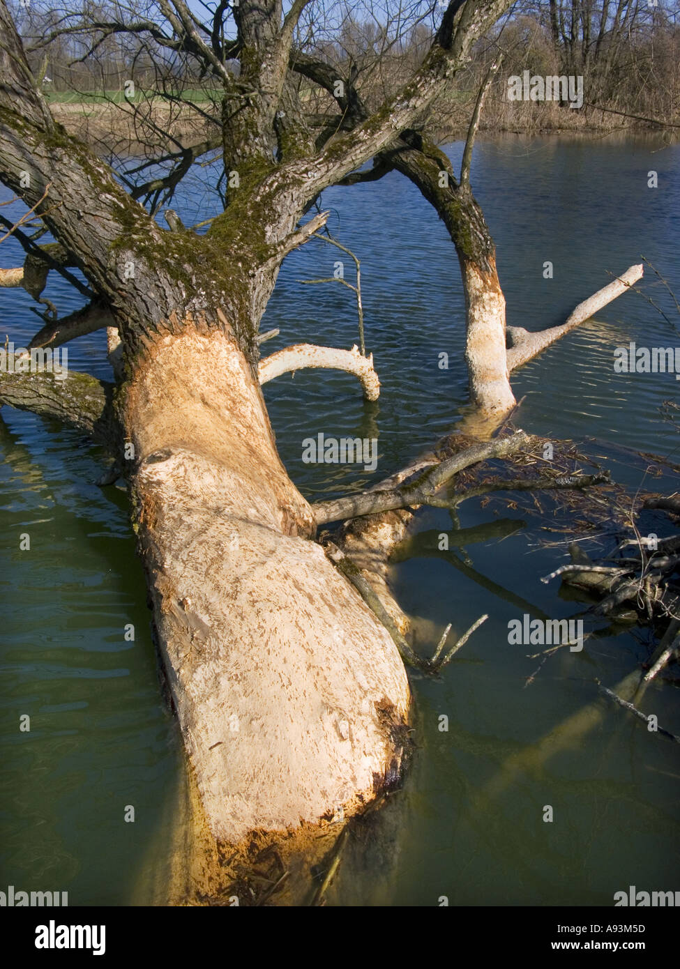 Castori pasto feed Foto Stock