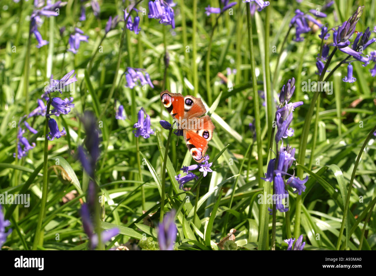 Farfalla pavone su Blue Bells Foto Stock