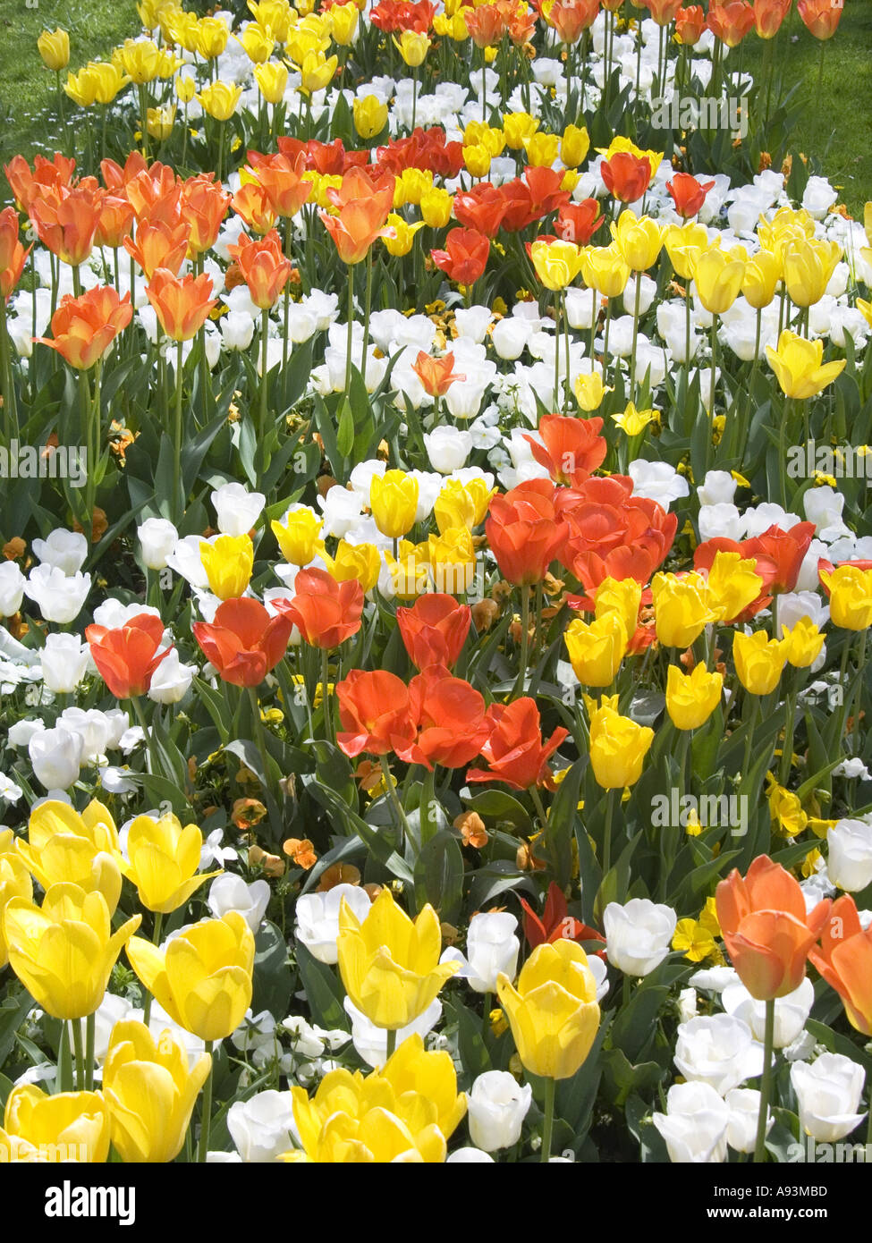 Aiuola di fiori fiori tulipani tulip disposizione Foto Stock