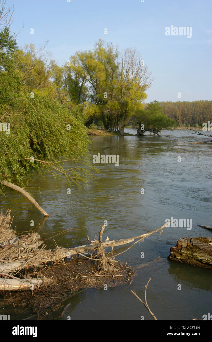 Paesaggio di pascoli a Orth an der Donau Foto Stock