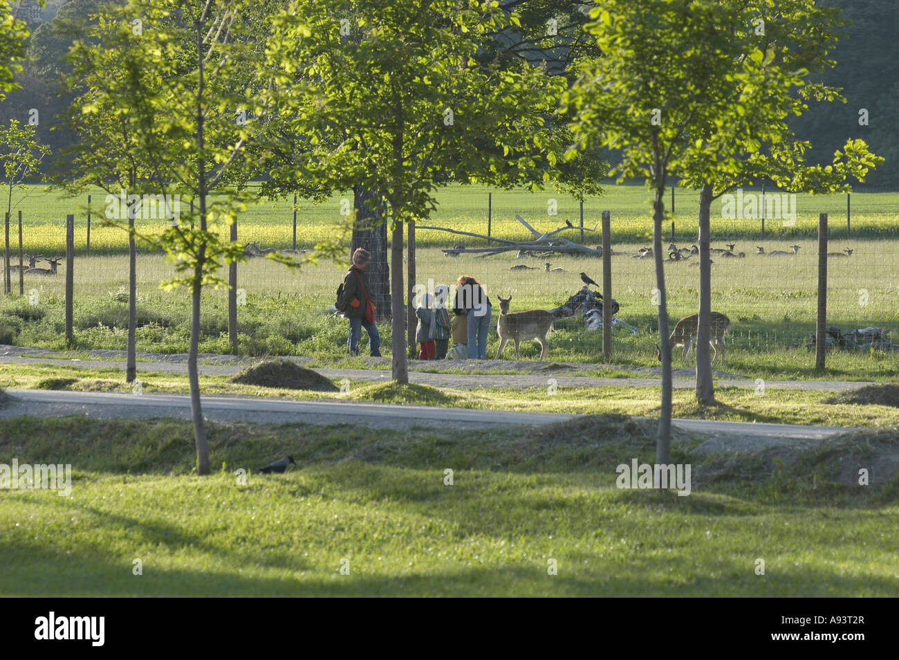 Lainzer Tiergarten - alimentazione degli animali Foto Stock
