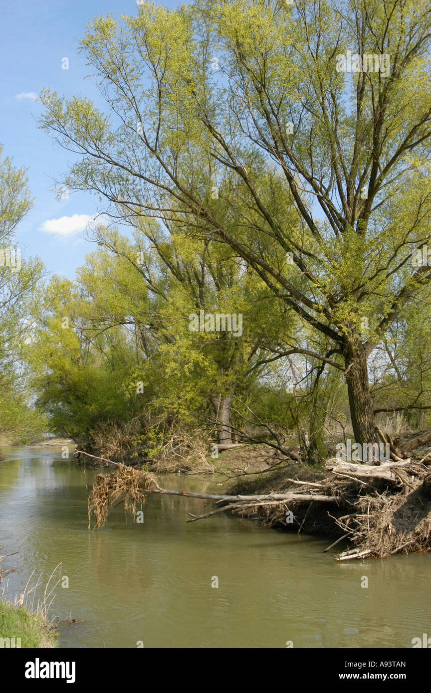 Paesaggio di pascoli a Orth an der Donau Foto Stock