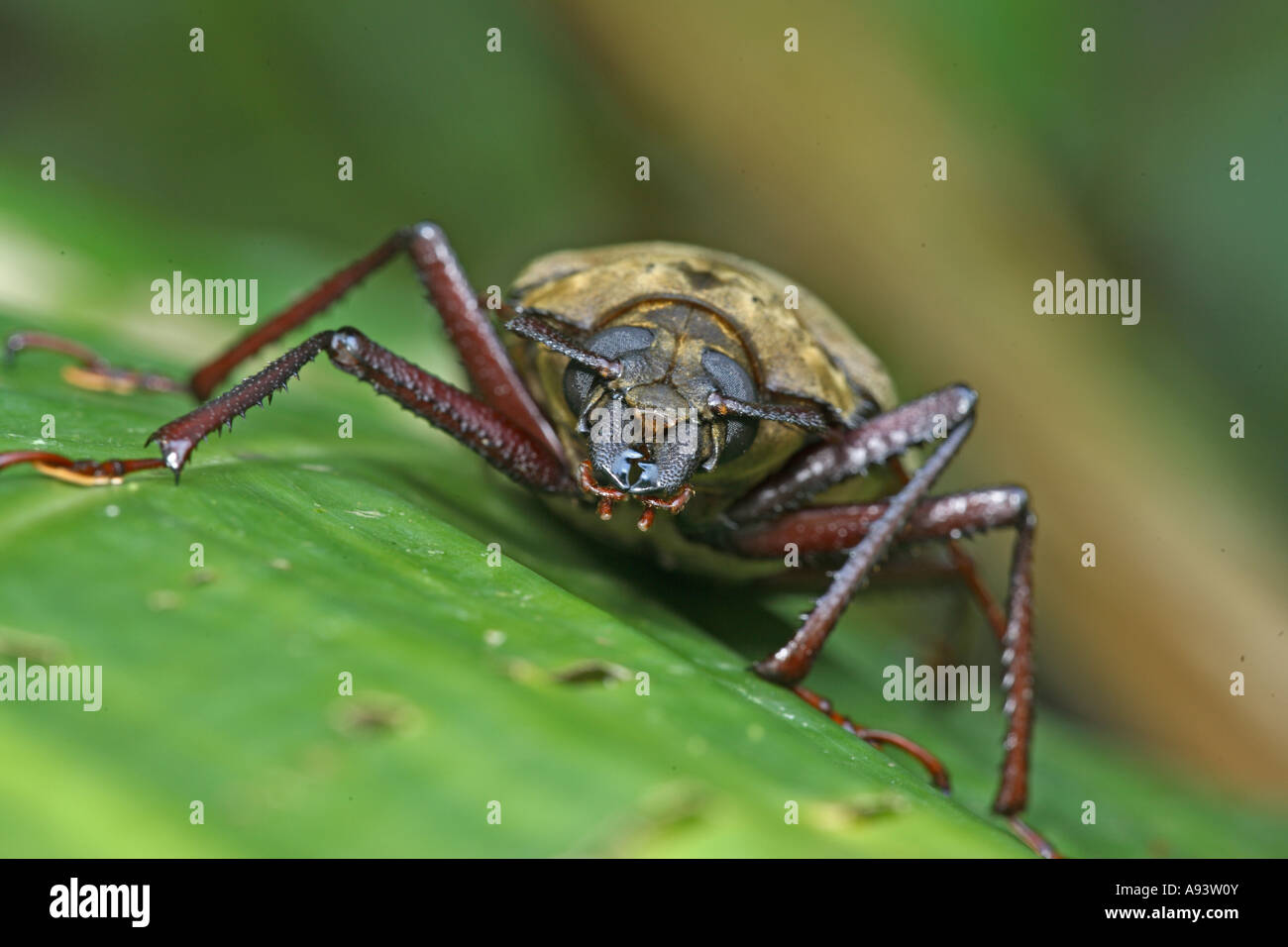 Long Horn beetle Cerambycidae Danum Valley Sabah Borneo Foto Stock