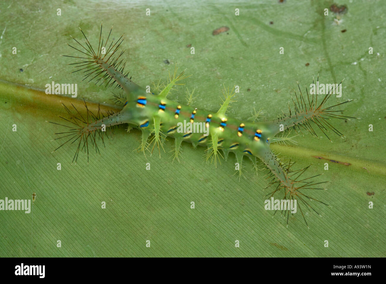Caterpillar tropicale di Danum Valley Sabah Borneo Foto Stock