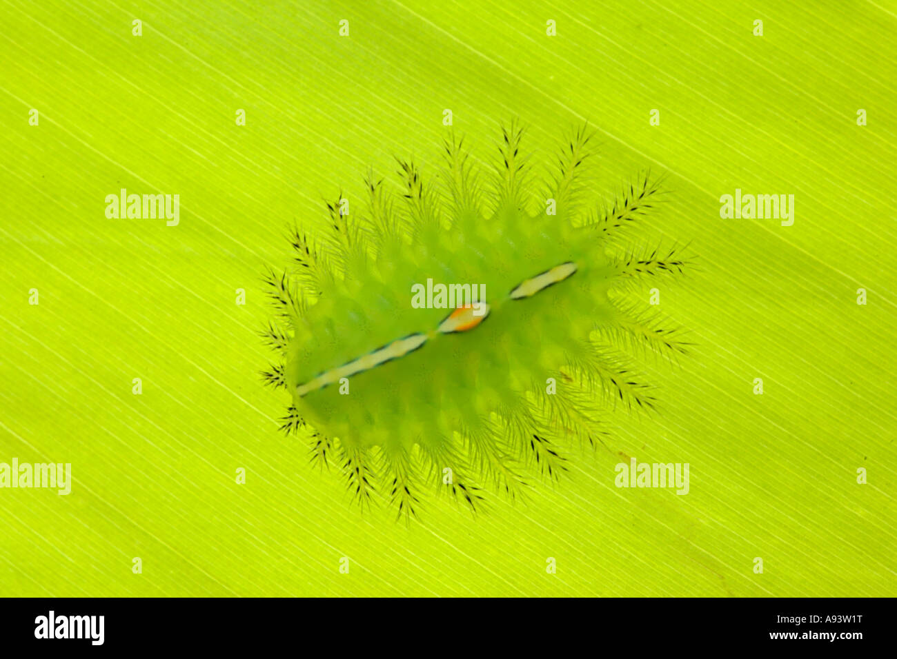 Caterpillar tropicale di Danum Valley Sabah Borneo Foto Stock