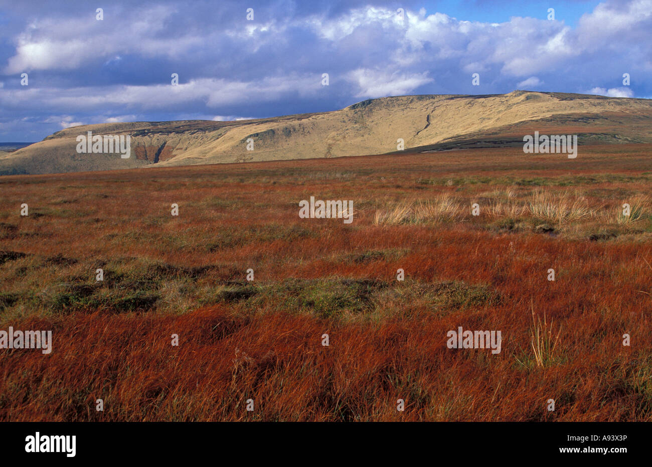 Viola Moor erba e Sphagnum bog raccolta Hill ripiano Moor Foto Stock