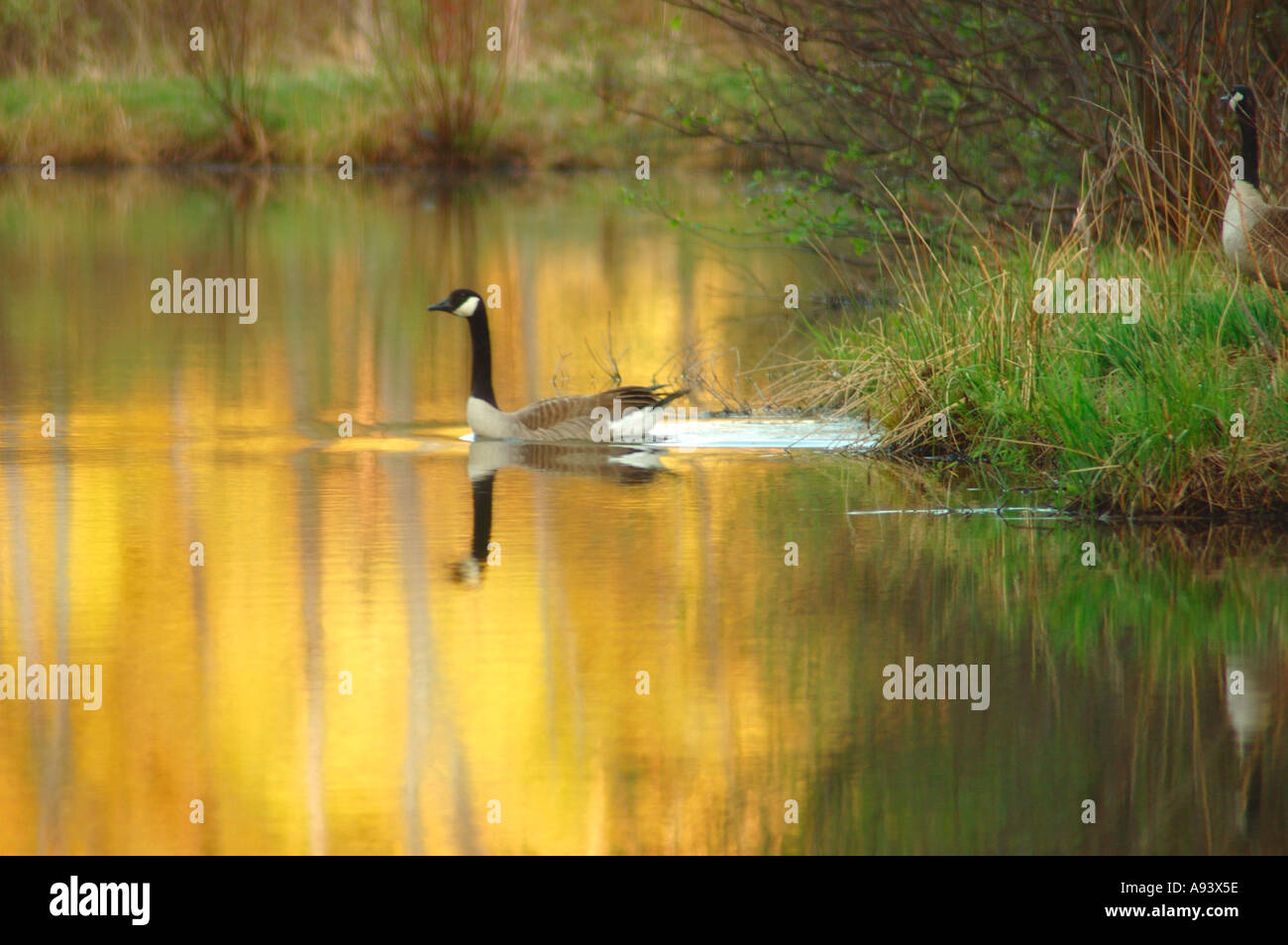 oche su uno stagno Foto Stock