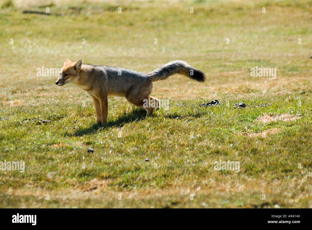 Nasello di Patagonia Fox (Pseudalopex culpaeus), Perito Moreno National Park, Sud Andino Patagonia, Santa Cruz, Argentina Foto Stock