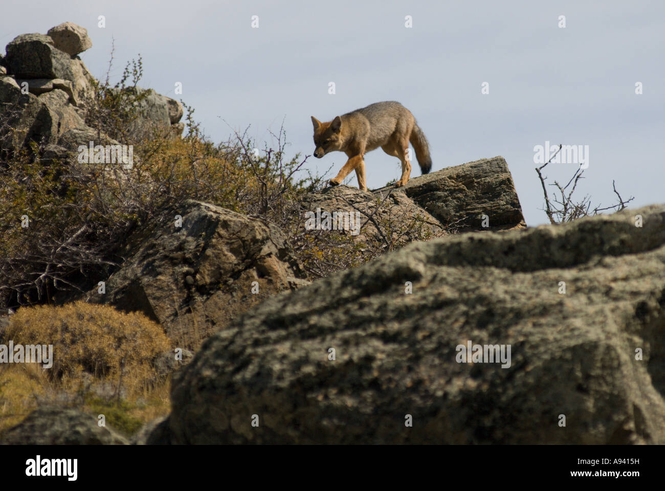 Nasello di Patagonia Fox (Pseudalopex culpaeus), Perito Moreno National Park, Sud Andino Patagonia, Santa Cruz, Argentina Foto Stock
