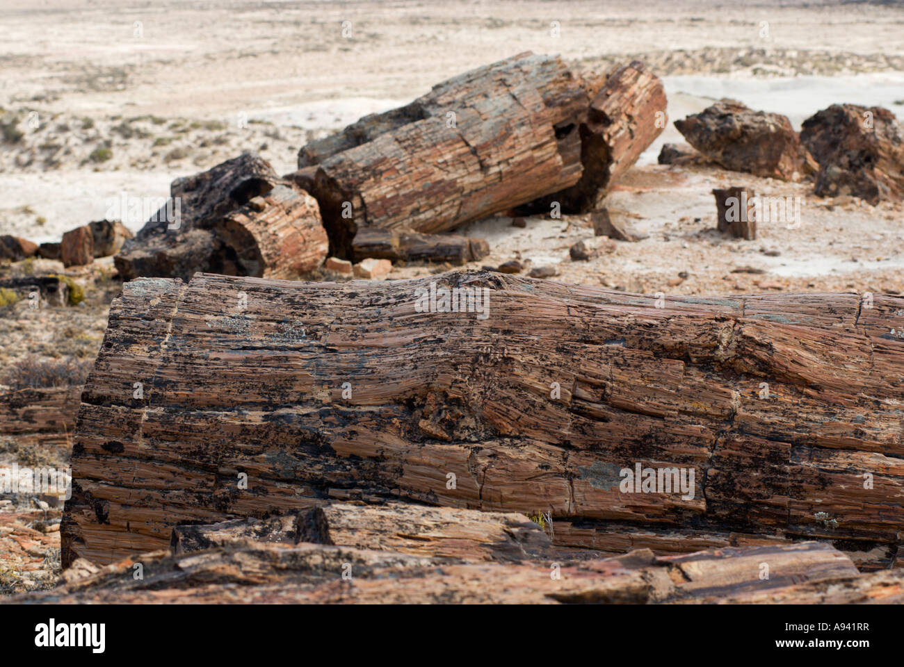 La Foresta Pietrificata Il Monumento Nacional Bosques Petrificados Patagonia Provincia Di Santa Cruz Argentina Foto Stock Alamy