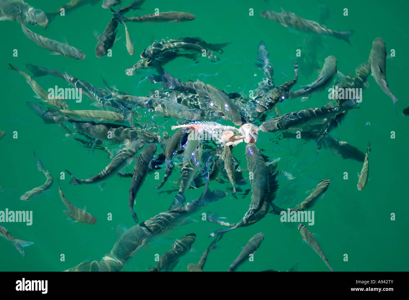 Carnivoro fishfeed su un pesce morto Lagos Algarve Portogallo Foto Stock