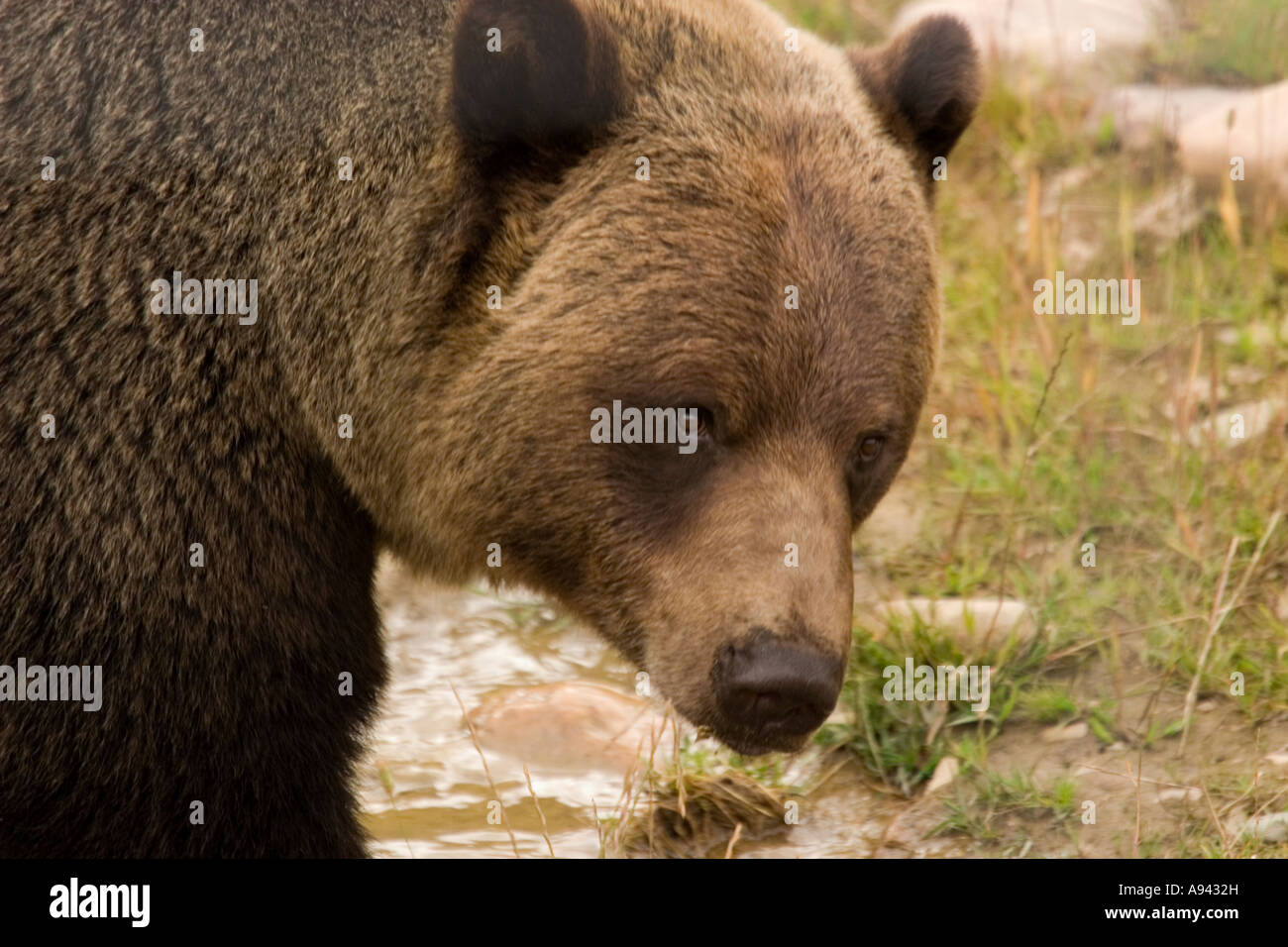 Orso bruno (noto anche come Orso grizzly). Nome latino Ursus arctos horribilis. Foto Stock