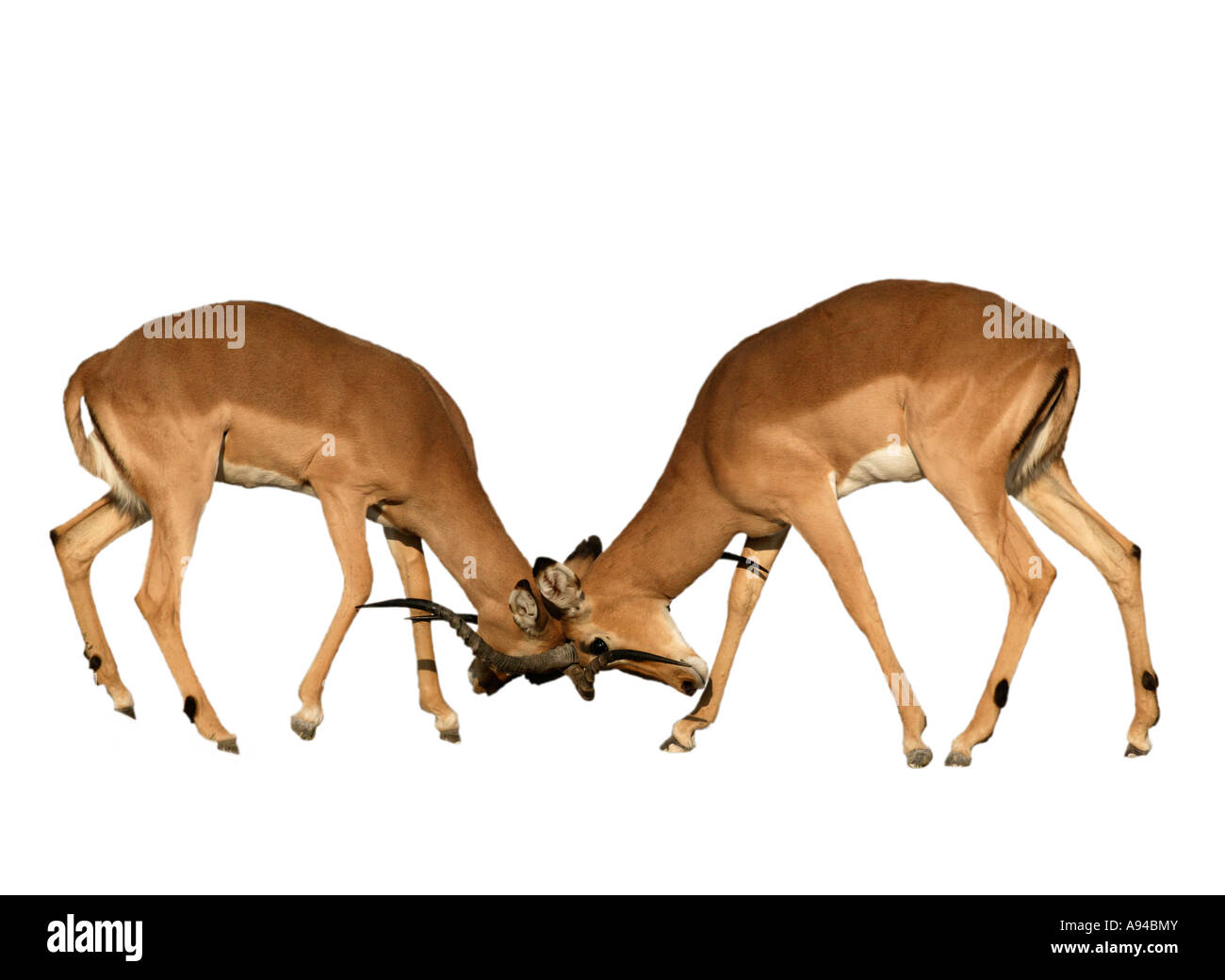 Di fronte nero Impala rams sparring Etosha Namibia Foto Stock