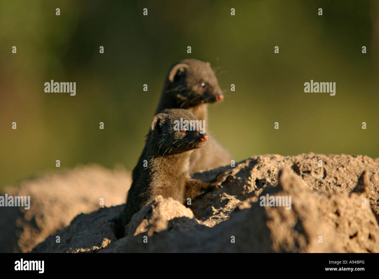 La mangusta nana il peering da loro scavano in un tumulo termite Ngala Timbavati Game Reserve Provincia di Limpopo Sud Africa Foto Stock