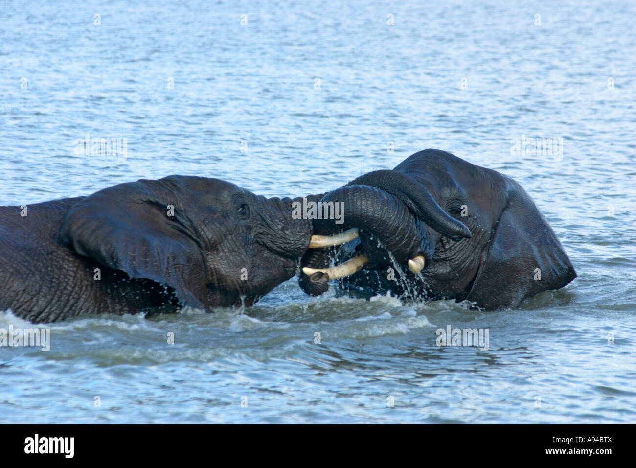 Gli elefanti giocando in un waterhole Ngala Timbavati Game Reserve Provincia di Limpopo Sud Africa Foto Stock