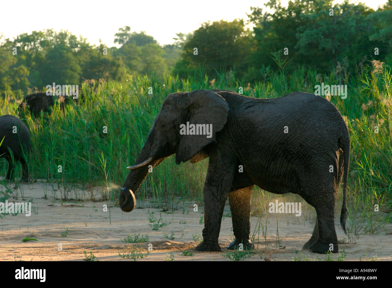 Elephant acqua potabile da un foro scavato nella sabbia in un letto asciutto del fiume dimora Singita Foto Stock