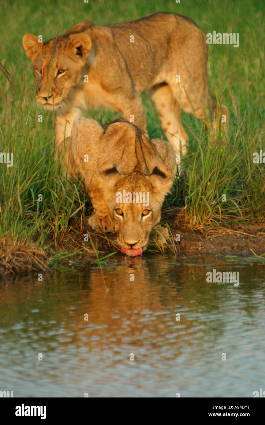 Una coppia di sub adulti potabile lions a pioggia coppa riempito dimora Singita Sabi Sand Game Reserve Mpumalanga in Sudafrica Foto Stock