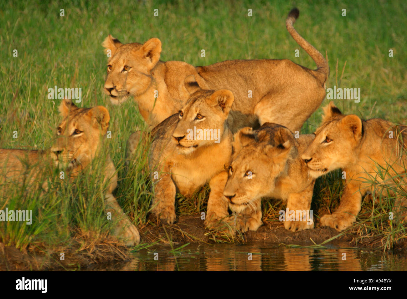 Un gruppo di sub adulti potabile lions a pioggia coppa riempito dimora Singita Sabi Sand Game Reserve Mpumalanga in Sudafrica Foto Stock