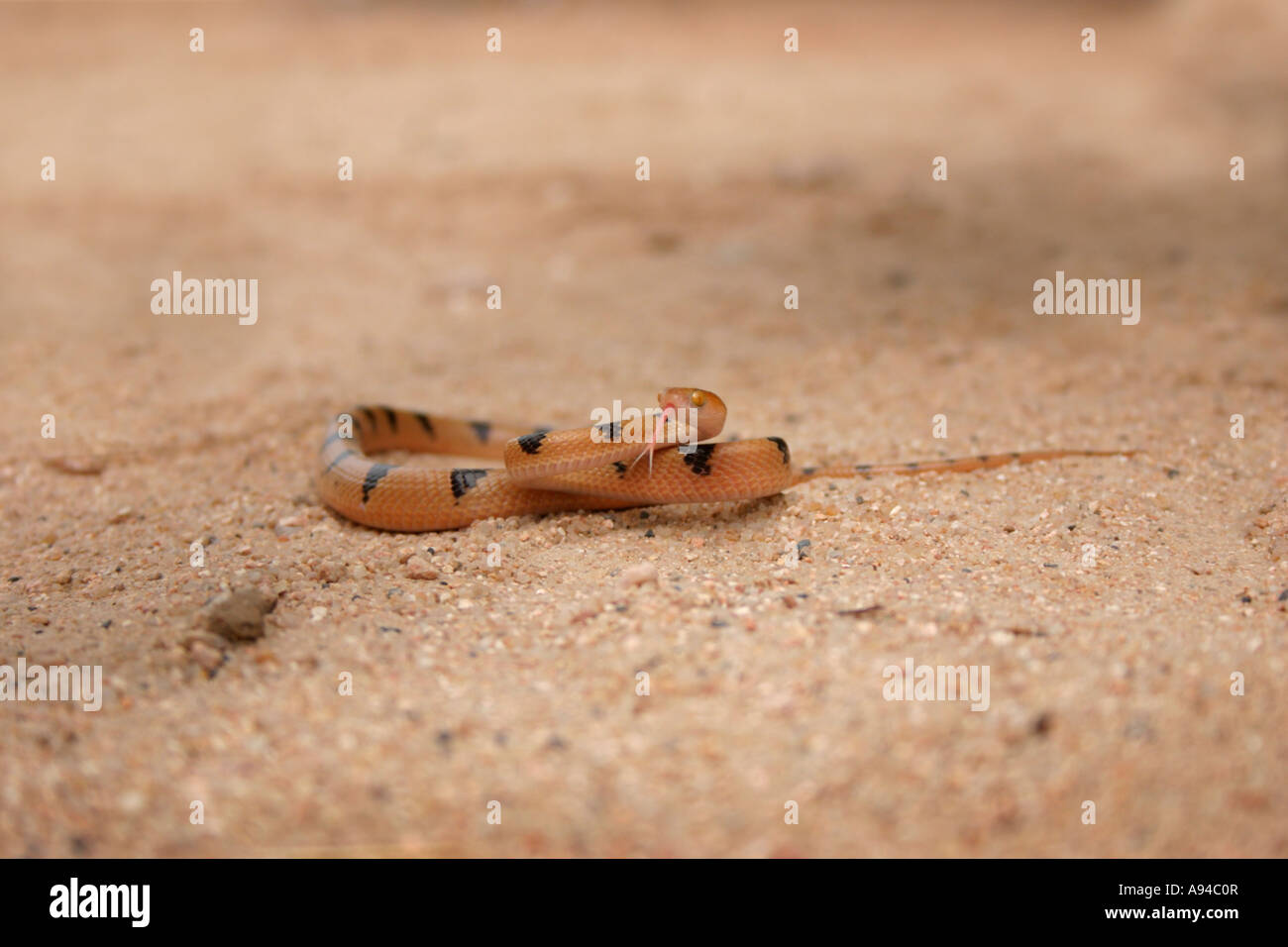Eastern tiger snake dimora Singita Sabi Sand Game Reserve Mpumalanga in Sudafrica Foto Stock