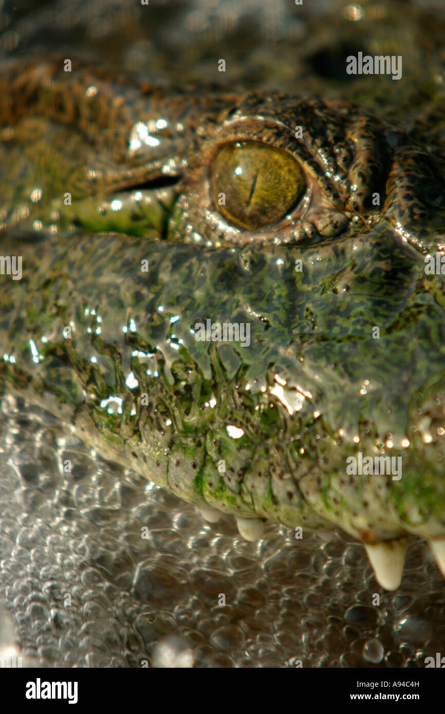 Close up di un coccodrillo del Nilo con le sue ganasce aperte che mostra gli occhi e denti dimora Singita Foto Stock