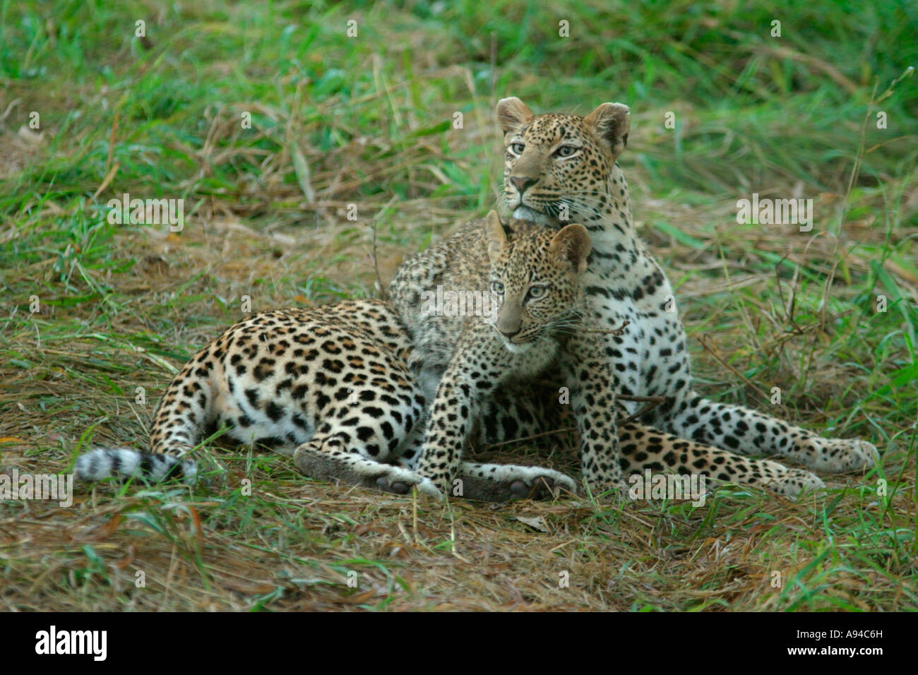 Leopard femmina con cub dimora Singita Sabi Sand Game Reserve Mpumalanga in Sudafrica Foto Stock