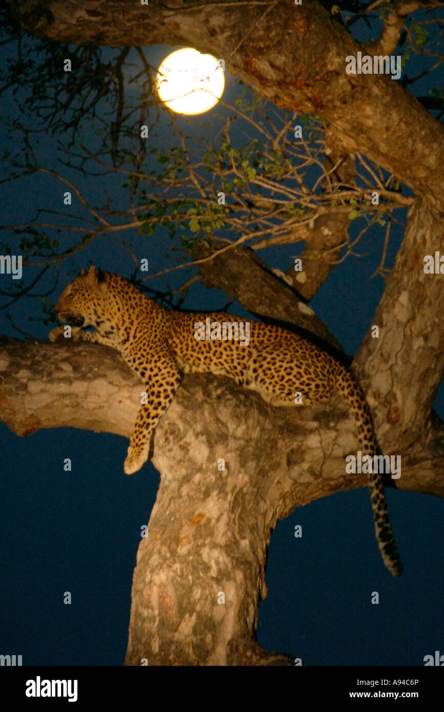 Maschio di leopard giacente in un albero in una notte di luna dimora Singita Sabi Sand Game Reserve Mpumalanga in Sudafrica Foto Stock