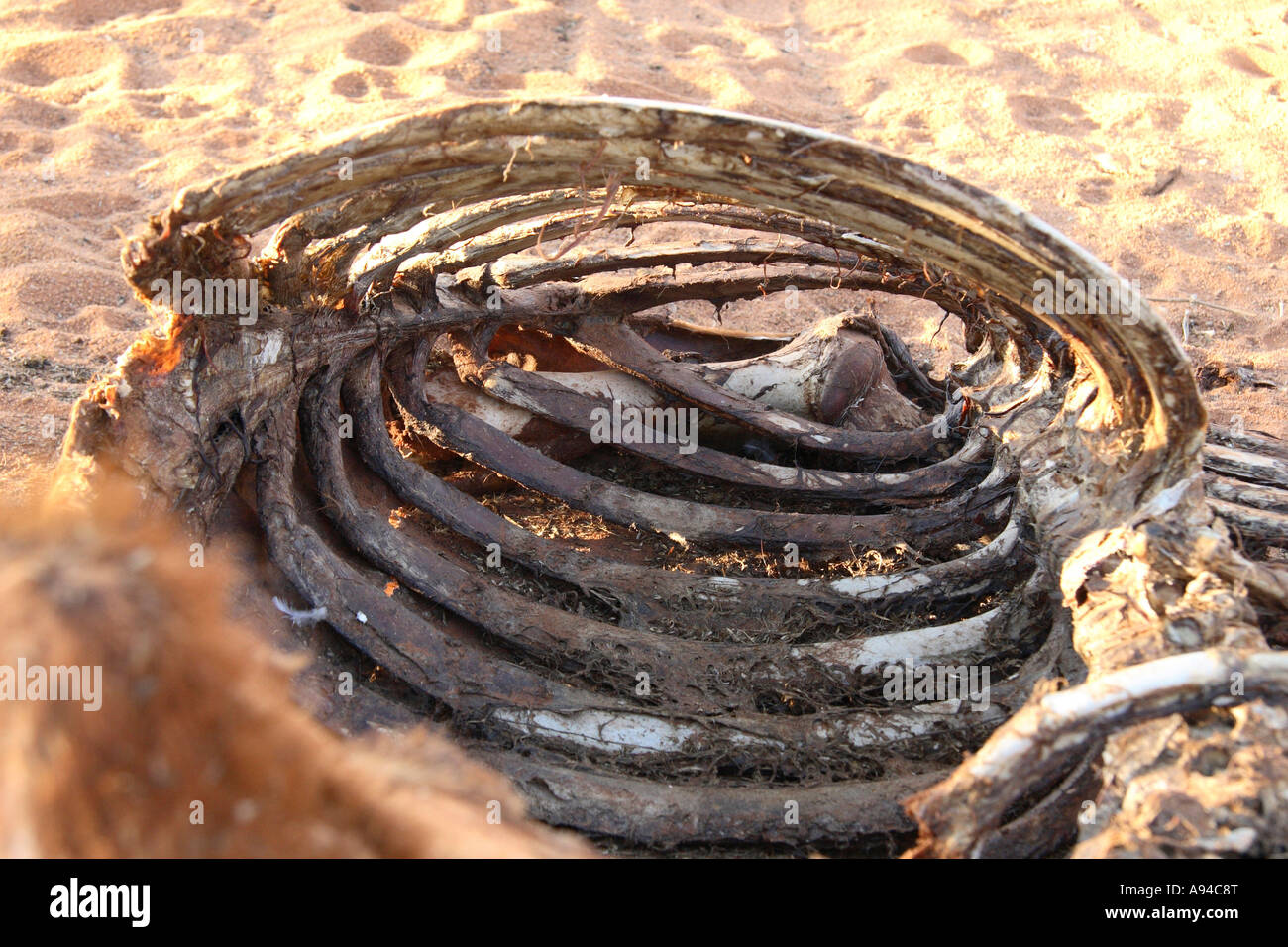 All'interno di una gabbia costale di vacche morte Botswana Foto Stock