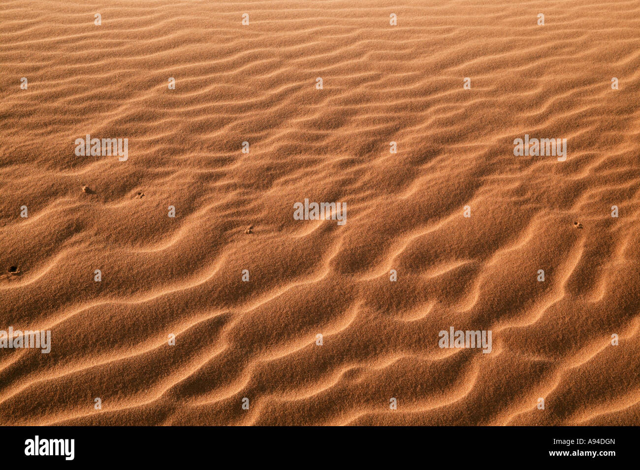 Increspature di sabbia nelle dune rosse del deserto del Namib Sossusvlei Namibia Foto Stock