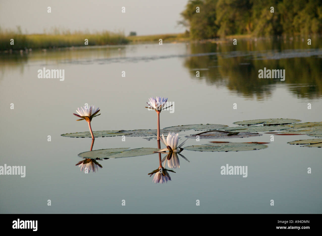 Una vista panoramica di white water lilies in crescita in una laguna di acqua stagnante del fiume Kavango Shakawe Botswana Foto Stock