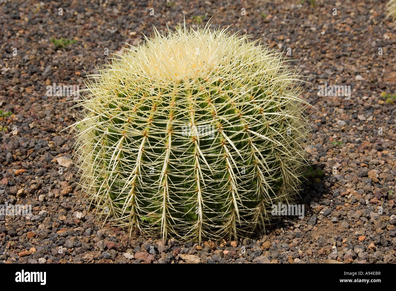 Primo piano di un cactus echinocactus grusonii Madera Portogallo Europa europea Foto Stock