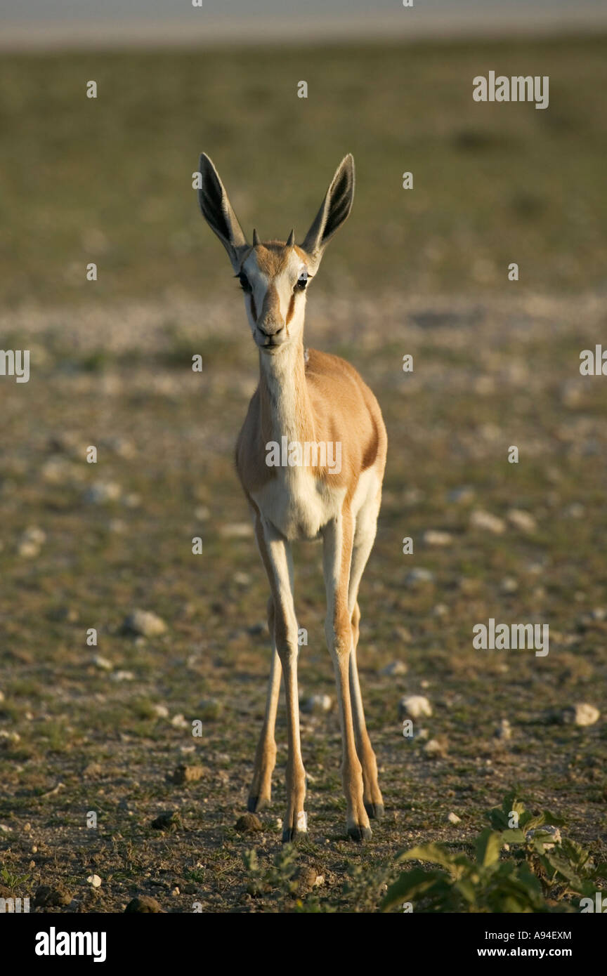 Springbok puledro rivolta verso la telecamera orecchie punga e avvisi di Etosha Namibia Foto Stock
