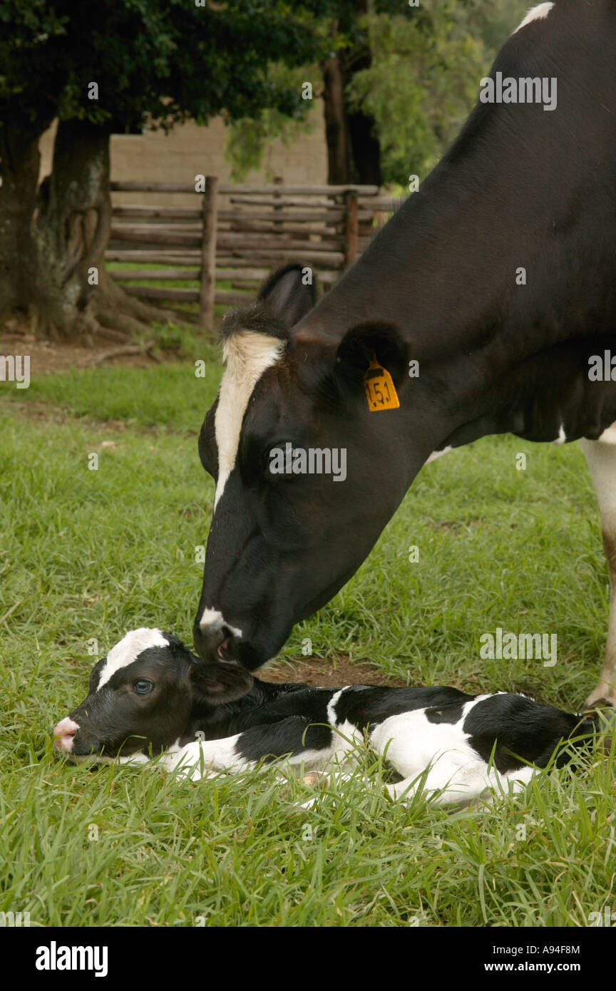 Un Friesland vacca e un nuovo nato vitello in un enclosure erbosa Underberg Kwazulu Natal Sud Africa Foto Stock