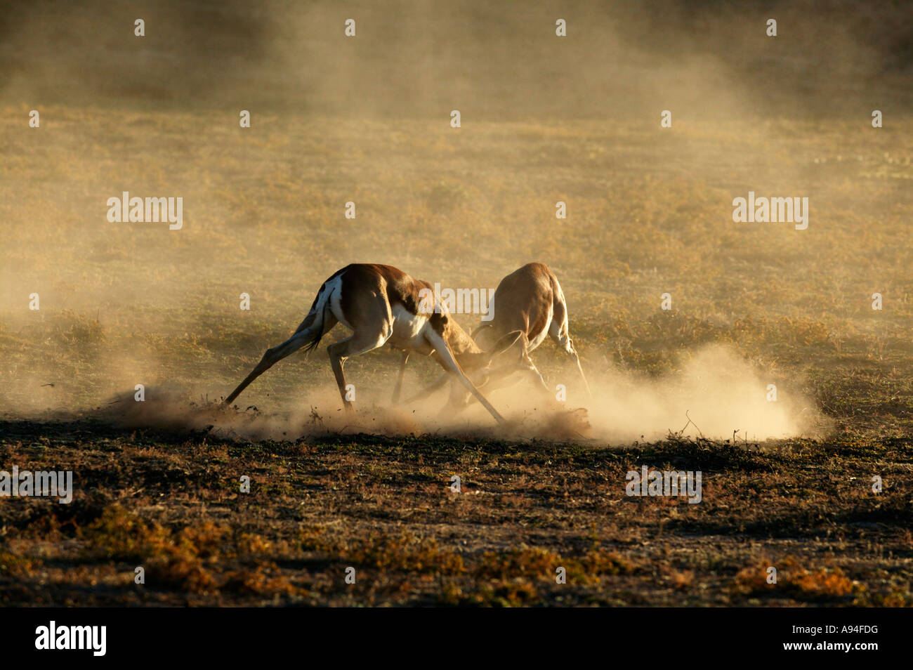 Due springbok rams combattendo in una disputa territoriale transfrontaliero Kgalagadi Park South Africa Foto Stock